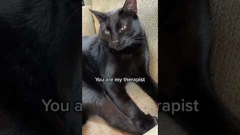 I dont think hes listening #cat #blackcat #cats #kitten #leonthecatdad #therpist #therapy #relatable