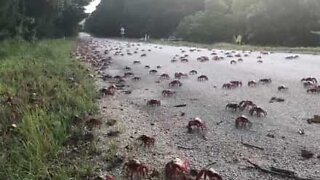 Millioner av krabber invaderer Christmas Island