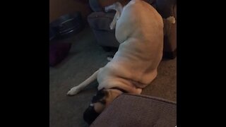 Huge Mastiff's Sleeping Antics Will Crack You Up