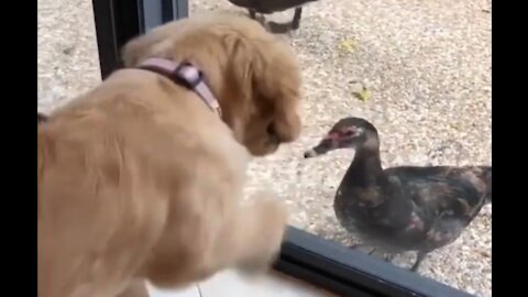 Playing With Duck inside and outside Rumble / Dogs & Puppies