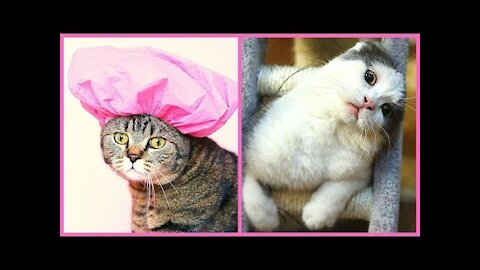 Funny Cat Videos That Will Make You Cry With Laughter 🤣🐱 Hilarious Pet Cat Videos Compilation 2021