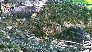 Hays Eagles "Thanks Mom, don't mind if I just help myself!" H20 (38 days) 05-04-2023 10:17am