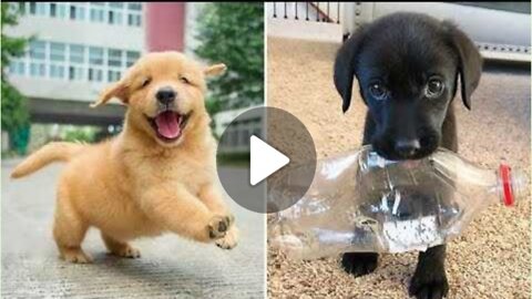 Baby Dogs 🔴 Cute and Funny Dog Videos Compilation #17 _ 30 Minutes of Funny Puppy Videos 2022