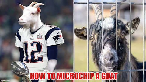 How To Microchip A Goat!