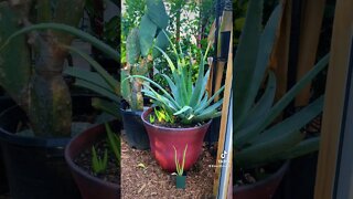 Aloe Vera Plant Care/Growing Massive Aloe Plants