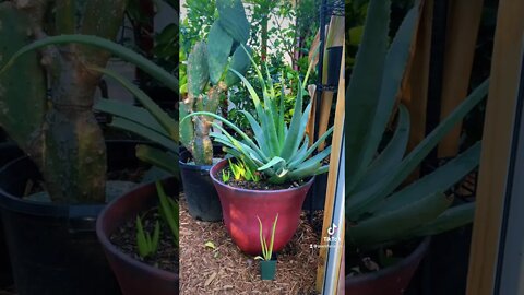 Aloe Vera Plant Care/Growing Massive Aloe Plants