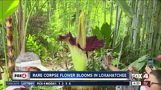 Rare corpse flower blooms in Loxahatchee