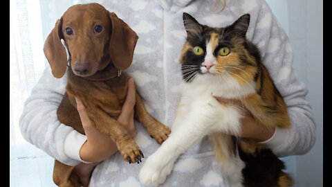 TRAINING YOUR DOG AND CAT SO THEY CAN GET ALONG AT HOME