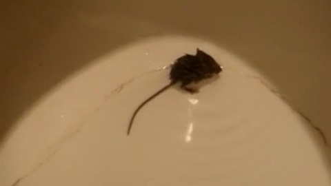 Tiny Mouse Found In A Toilet Bowl