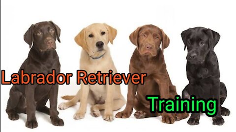 labrador retriever dogs training videos