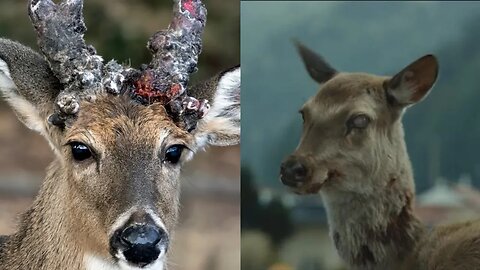 Stop Worrying About Zombie Deer