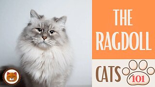 🐱 Cats 101 🐱 RAGDOLL CAT - Top Cat Facts about the RAGDOLL