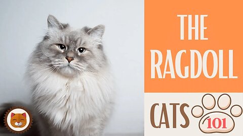 🐱 Cats 101 🐱 RAGDOLL CAT - Top Cat Facts about the RAGDOLL