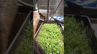Microgreens! Harvest time