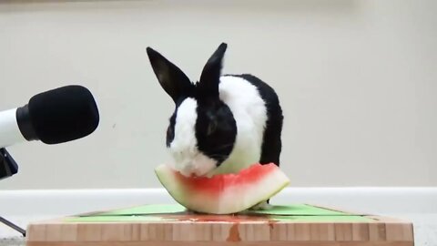 Rabbit eating watermelon ASMR