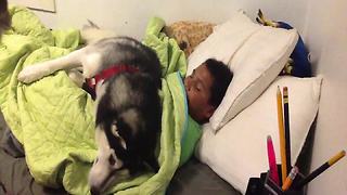 An Adorable Dog Won’t Let A Boy Go Out The Bed