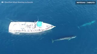 Turistas recebem visita de 2 baleias gigantes na Califórnia