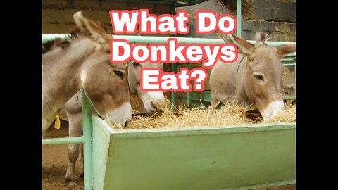 Monkey eating time 🍽️What Do Donkeys Eat?