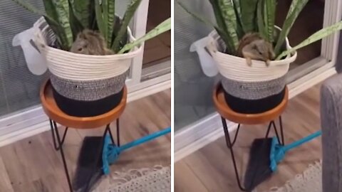 Couple return home to find wild squirrel in their house