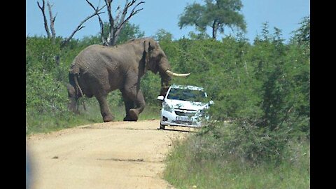 Angry Elephant Attacks Car | Wild Animal Encounters