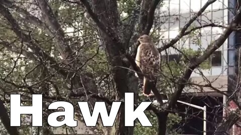 A hawk chillin' outside my window