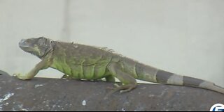Fliers in Palm Beach County community warn of invasive Nile monitor lizards