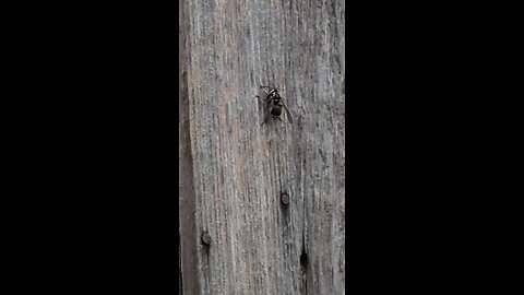 Wood Bee