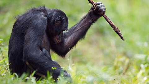 How The chimpanzees Is Incredibility Smart!