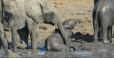 Clumsy baby elephant struggles to find its feet in slippery mud