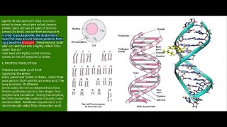 Introduction to some interesting facts of DNA and Chromosomes and their influences on evolution