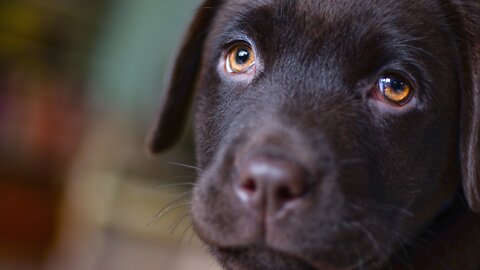 How to defend your self against a dog, Self defense against dog attack