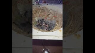 #baby #bird