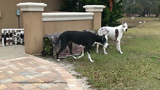 Great Danes Get Ready for a Freezing Florida Night