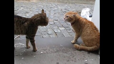 Amazing: Fight between 2 cats