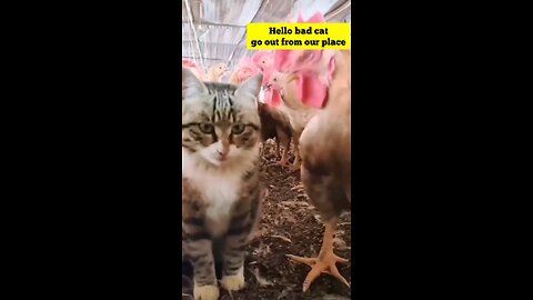 cat hitting hen funny video
