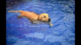 Les chiens aussi peuvent se relaxer à la piscine