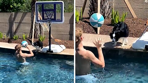Energetic Aussie Loves To Play Ball With His Owner