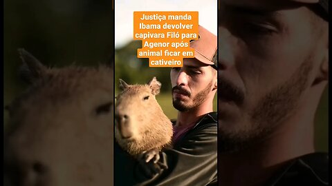 🚨Justiça manda Ibama devolver capivara Filó para Agenor após animal ficar em cativeiro