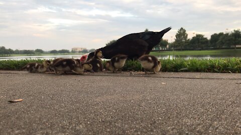 Ducks at the lake