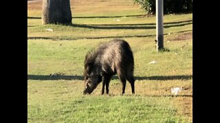 KEEP YOUR DISTANCE! Javelina found in Central Phoenix - ABC15 Digital