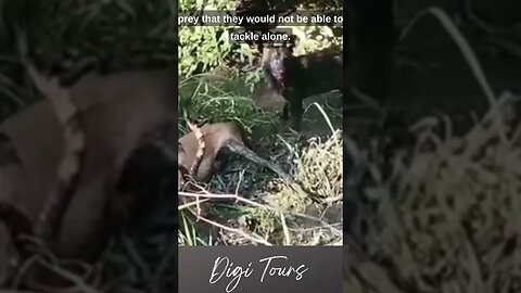 "Nature's Cruelty: Wild Dog Devours Impala Alive in Shocking Footage"