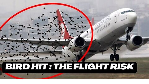 Bird Strike in aviation. The flight risk