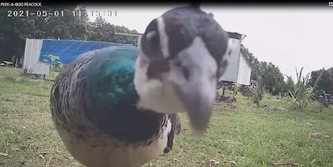 PEEK-A-BOO PEACOCK