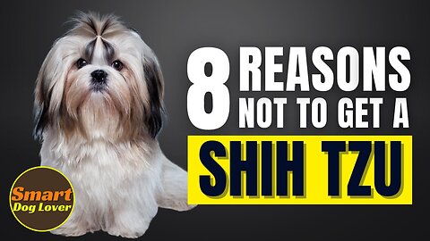 8 Reasons Why You SHOULD NOT Get a Shih Tzu| Dog Training Tips