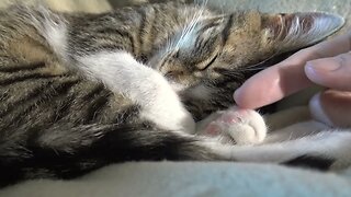 Adorable Little Cat Covers His Eyes With the Paws