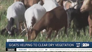 Goats helping to clear dry vegetation California