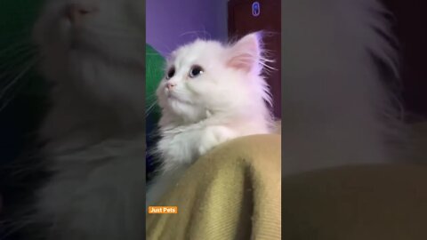 Cutest Tiktok Cat 🐈#cute #funnyanimals #funnyvideos #tiktok #cat 2022