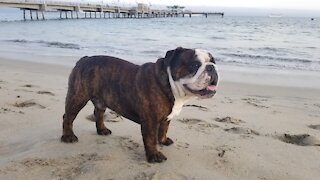 English bulldog loves the beach