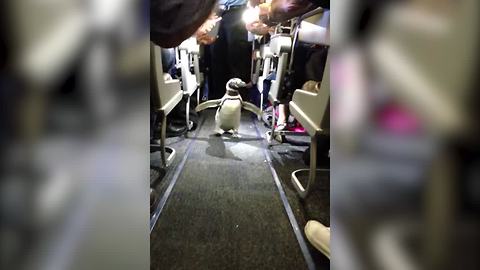 Penguin Walks The Runway For People On A Plane