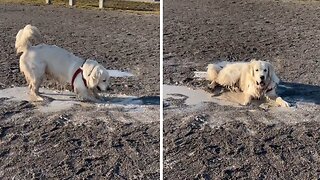 Muddy Adventures: Duglas The Golden Retriever's Playful Roll!